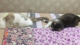 逗小猴开心系列181